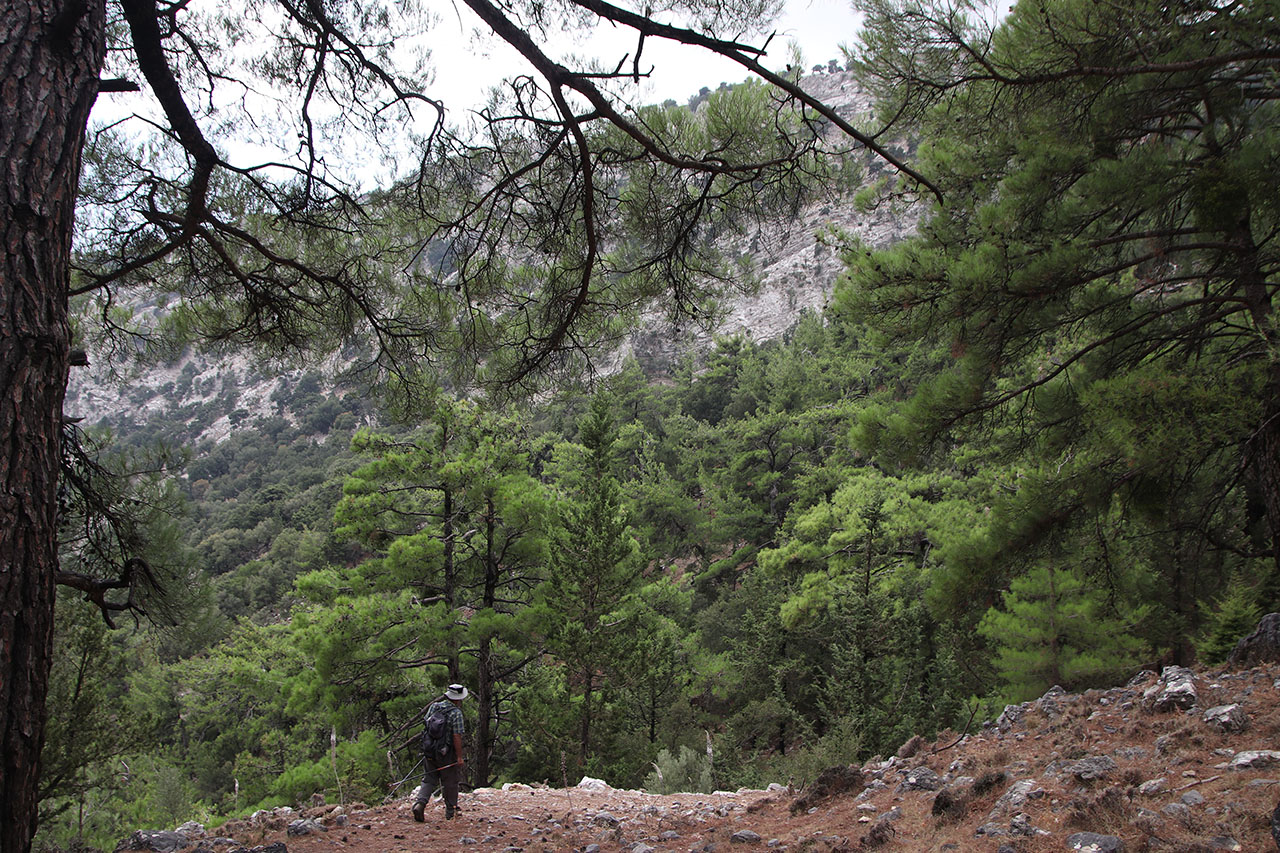 Δάσος Σελάκανου - Μίνου